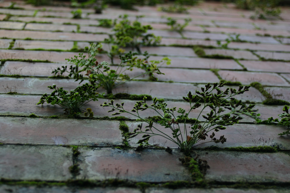 Plants growing in brickwork