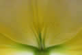 Yellow flower petal detail